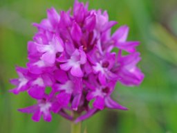 Anacamptis_pyramidalis_Carcavelos